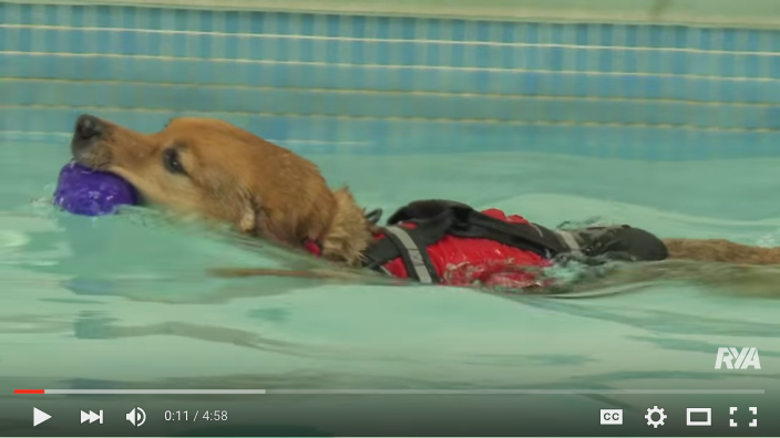 RYA dog lifejacket video guide.