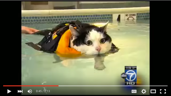 Cat lifejacket video: Holly the cat gets exercise in local pool