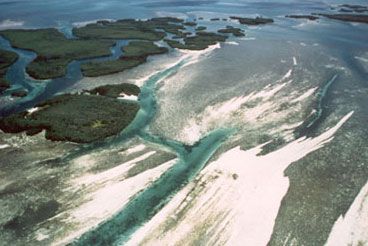 Emerald channels act as natural highways for tarpon and sea turtles moving from the Gulf into the shallows of the backcountry.