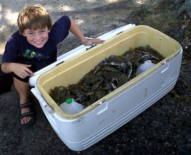 catching blue crabs