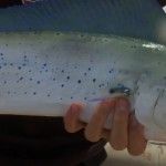 Got bait? fishing quiz