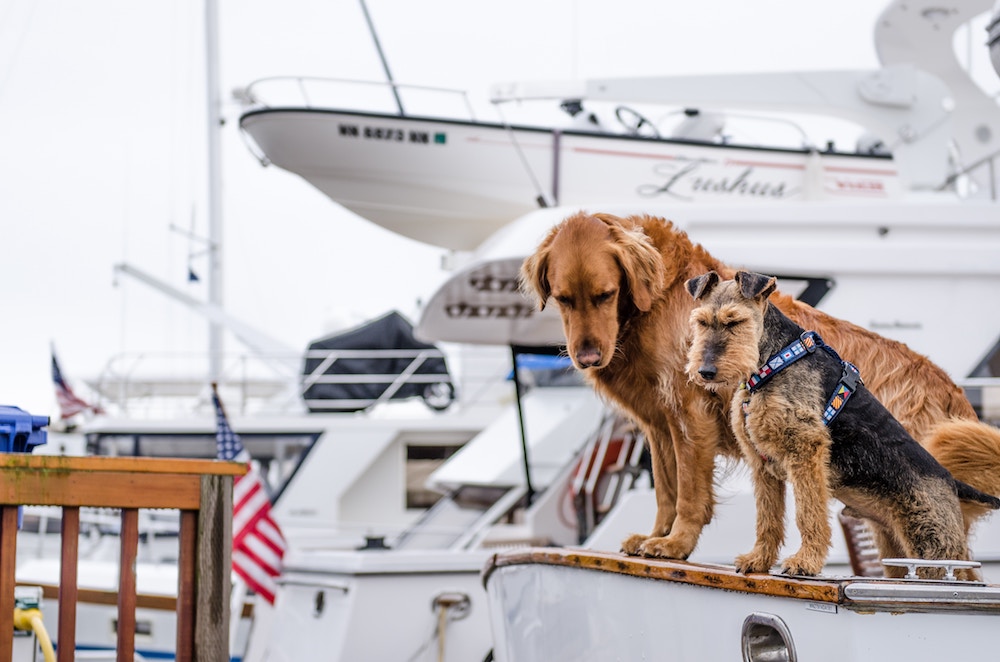 Boating with Dogs: Must-Know Tips for Boaters