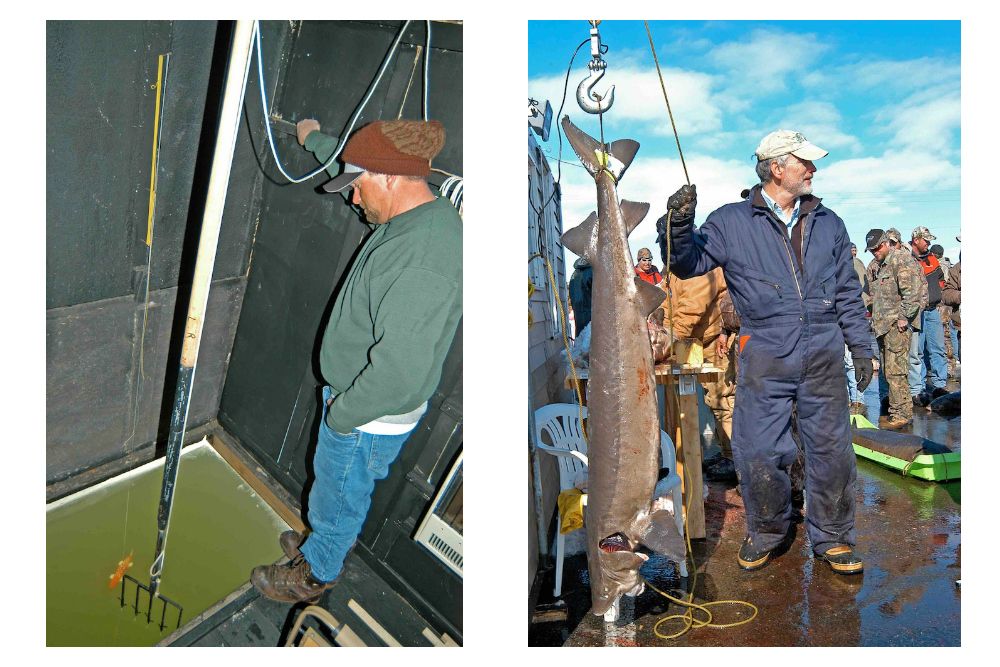 At left, a fisherman stands over a refrigerator-size hole on Lake Winnebago during a recent sturgeon-spearing season, hoping one of the prehistoric fish swims into view. At right, Mike Staggs, Wisconsin’s former director of fisheries management, weighs a sturgeon at the Department of Natural Resources’ check-in/registration station on the northeastern shoreline of Lake Winnebago. Patrick Durkin photos.