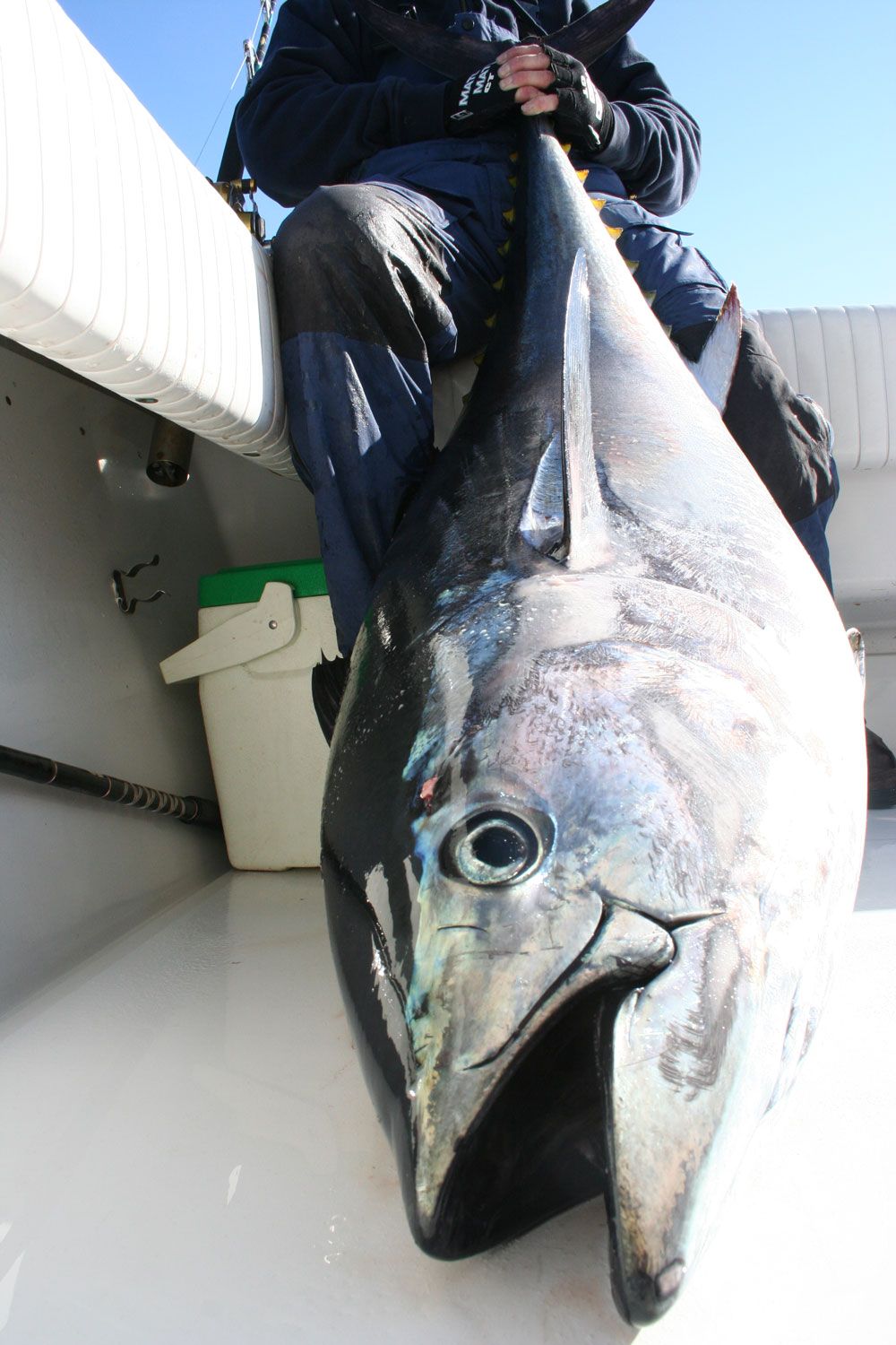 While this bluefin tuna qualifies as a “giant” at over 73” in length, it’s rather average for a giant bluefin caught off the outer banks.