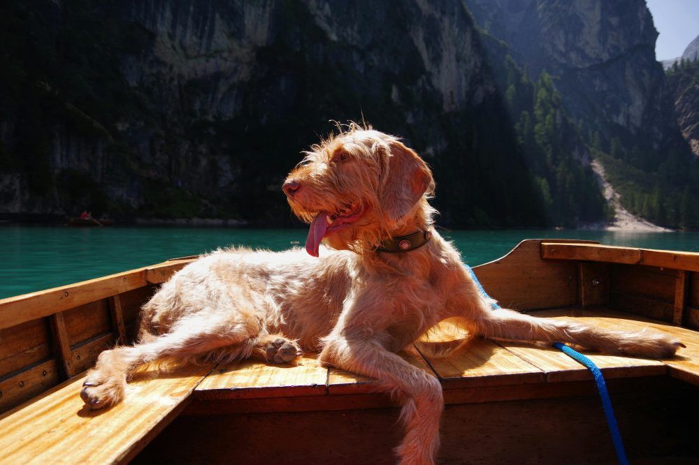 dog on boat