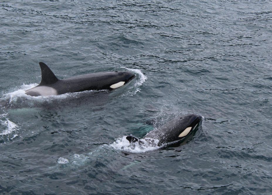 Above: Orcas swimming. Photo via Pexels.