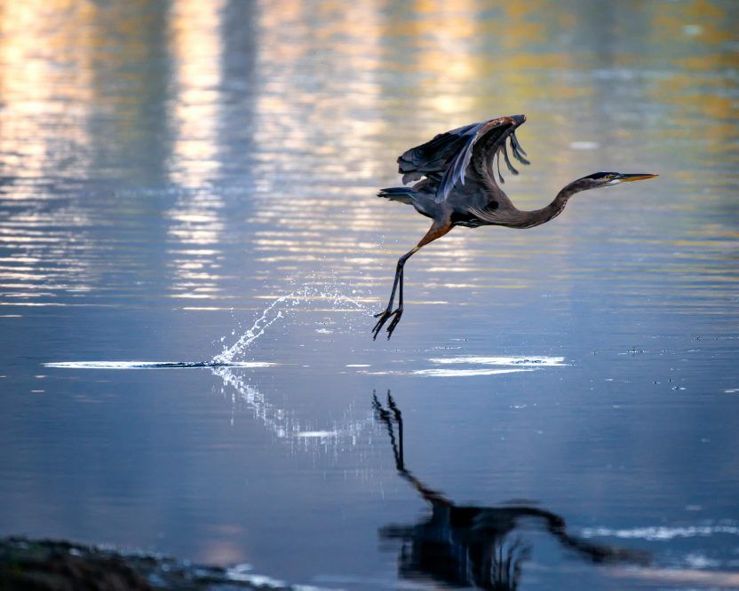 Above: Cape Cod Blue Heron. Photo via Pexels.