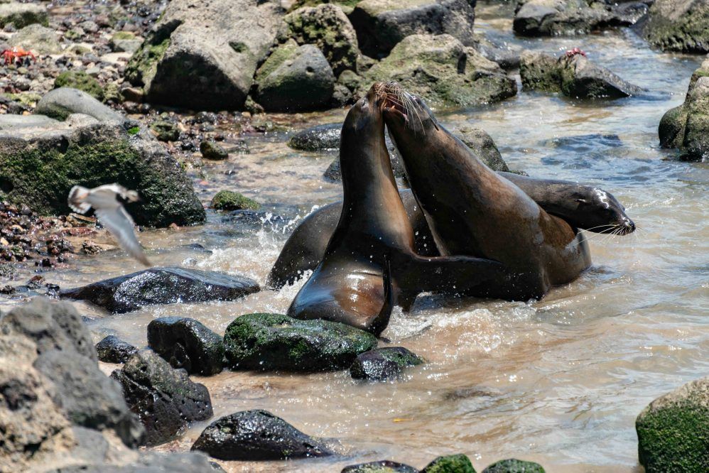 Above: West Coast Sealions. Photo via Pexels.