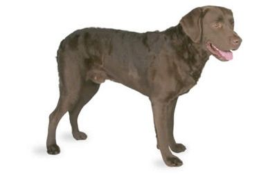 Chesapeake Bay Retriever marrón