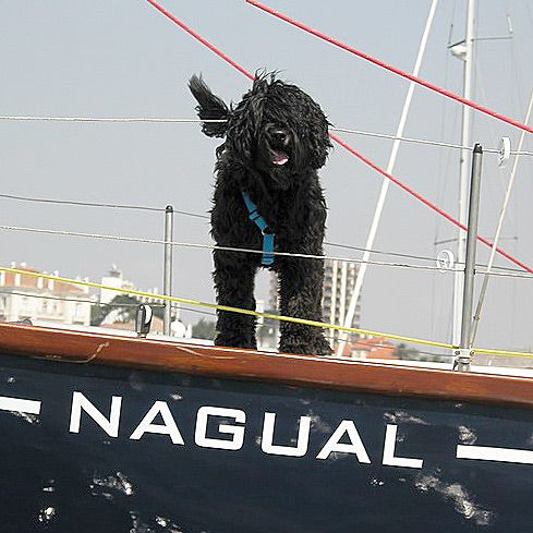 Perro de Agua Portugués negro a bordo de barco
