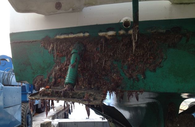 boat bottom with seaweed