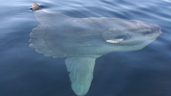 mola-ocean-sunfish a mola on the surface of the atlantic ocean