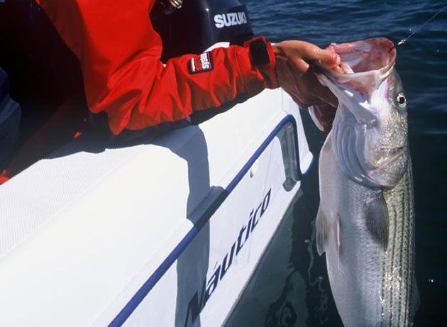 striped bass fishing