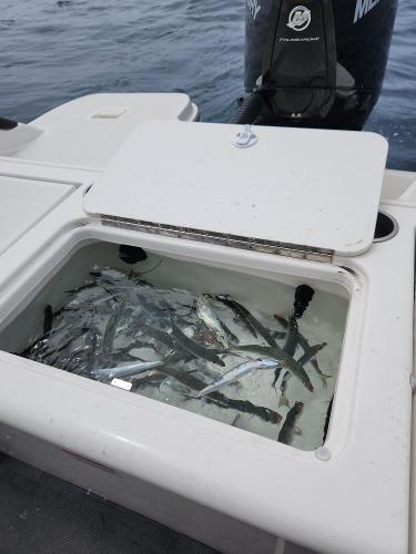 2022 Bayliner Trophy T22CC