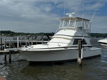 1995 Bertram 37