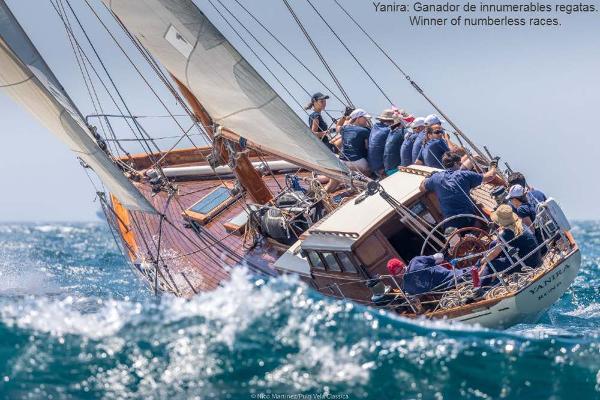 Classic Cruiser racer sloop Classic 1954 cruiser racer sloop sailing in a regatta, crew in action.