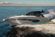NX Boats 50 Invictus thumbnail