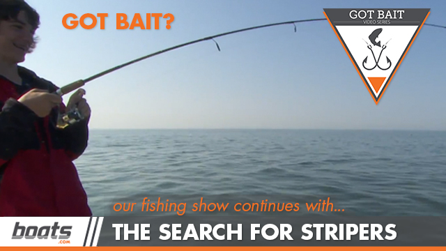 Got Bait? The Search for Stripers