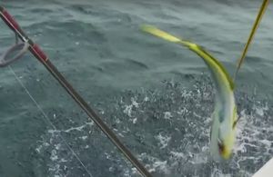 Mahi Madness in Lucaya with Bost Lures