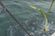 How to Fish: Lenny's Fishing Tips on Bailing for Mahi thumbnail