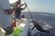 How to Fish: Tips for Gaffing Tuna thumbnail