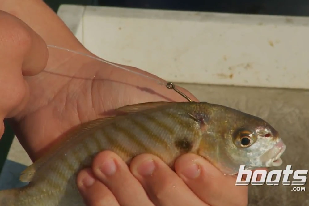 How to Fish: How to Hook a Live Baitfish