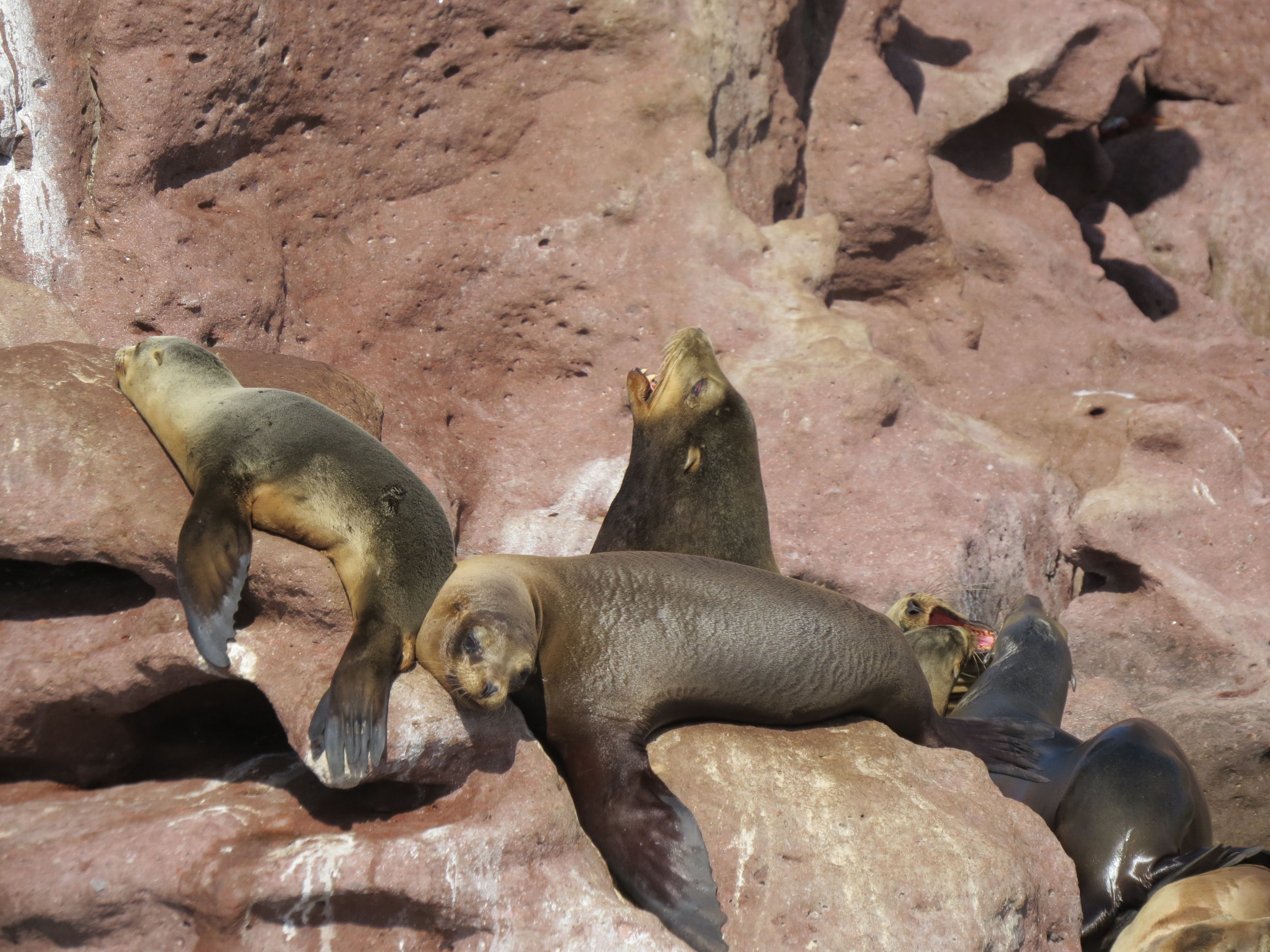 Islotes sea lions