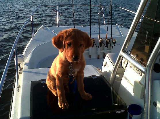 Hund an Bord: 10 Tipps für Spaß und Sicherheit
