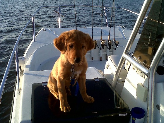 10 Tips for Taking Your Dog on a Boat - boats.com